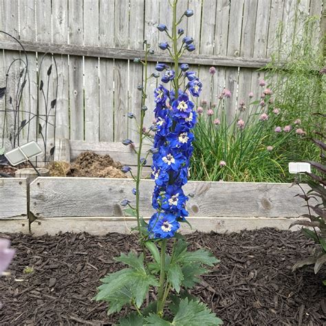 Delphinium magic fountain mid blue with white bee seeds
